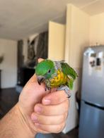 Mooie super tamme baby kruising lori., Dieren en Toebehoren, Vogels | Parkieten en Papegaaien, Geslacht onbekend, Papegaai, Geringd