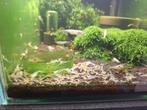 White Pearl garnalen Neocaridina, Dieren en Toebehoren, Vissen | Aquariumvissen, Kreeft, Krab of Garnaal