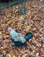 Gratis haan, Mannelijk, Kip