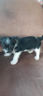 Yorkshire terriër biewer teefje pup, Dieren en Toebehoren, Overige rassen, 8 tot 15 weken, Meerdere, Meerdere dieren