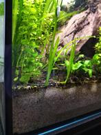 Vallisneria aquariumplant, Dieren en Toebehoren, Vissen | Aquaria en Toebehoren, Ophalen, Nieuw, Plant(en), Steen of Hout