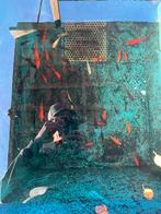 100+ goudvissen, sluierstaarten, Goudvis(sen)