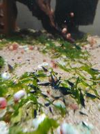 Garnalen blauw/zwart mix ( neo caridina), Kreeft, Krab of Garnaal, Zoetwatervis