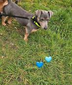 BLUE AN TAN🩵 JACK-RUSSEL 🐶DEKREU! SUPERMOOIE ZEER KLEIN 😍, Dieren en Toebehoren, Honden | Dekreuen, Rabiës (hondsdolheid), Reu