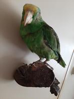 5x opgezette Amazone Papagaaien, Verzamelen, Ophalen, Gebruikt, Vogel, Opgezet dier