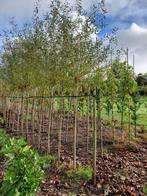 Salix alba Shermesina, knotwilg stam 200 cm, Tuin en Terras, Planten | Bomen, Overige soorten, Lente, 250 tot 400 cm, Ophalen