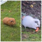 Twee cavia beertjes van 7 augustus, Dieren en Toebehoren, Augustus, Mannelijk, Cavia