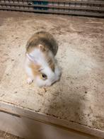 Klein konijntje, Dieren en Toebehoren, Konijnen, Vrouwelijk, Middelgroot, 0 tot 2 jaar