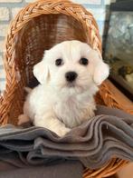 Malthezer pups, Dieren en Toebehoren, Honden | Chihuahua's en Gezelschapshonden, Maltezer, CDV (hondenziekte), 8 tot 15 weken