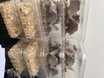 Live insects - reptile food, Dieren en Toebehoren, Ophalen, Hond