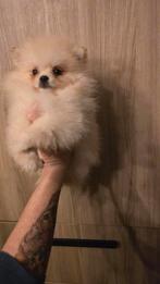 TWEE MOOIE POMERANIAN PUPS, Dieren en Toebehoren, Honden | Poolhonden, Keeshonden en Oertypen, Keeshond, CDV (hondenziekte), 8 tot 15 weken