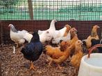 Wyandotte krielkippen, diverse kleuren, tamme kippen!, Meerdere dieren, Kip