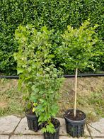 Biologische vruchtstruiken en fruitbomen groot aanbod!, Ophalen, Minder dan 100 cm, Lente, Overige soorten