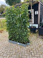 Hedera kant en klaar  schermen 120x200 /120x180/120x150 /, Ophalen of Verzenden, Overige soorten, 100 tot 250 cm
