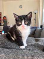 kitten 9 week, Dieren en Toebehoren, Katten en Kittens | Overige Katten, Poes
