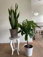 2 for 80 - Sansevieria Laurenti & Pachira, Huis en Inrichting, Kamerplanten, Verzenden, Overige soorten, Halfschaduw, In pot