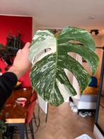 Monstera Albo Variegata Stek (Nr. 8), Ophalen of Verzenden