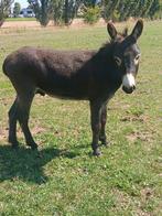 Ter dekking lieve mini ezel hengst, Dieren en Toebehoren, Overige Dieren, Juni, Mannelijk