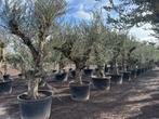 Olijfbomen - Olijfboom - Olea europaea 60/80 Verdial te koop, Tuin en Terras, Planten | Bomen, In pot, Olijfboom, Zomer, Volle zon