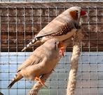 Koppel zebravinken, Dieren en Toebehoren, Vogels | Overige Vogels, Meerdere dieren