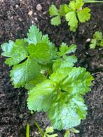 Surinaamse soepgroenten planten aangeboden, Tuin en Terras, Planten | Tuinplanten, Volle zon, Groenteplanten, Ophalen of Verzenden
