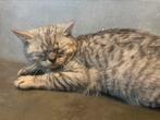 Britse korthaar dekkater, 0 tot 2 jaar