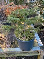 Nordmann voor de tuin in pot  gekweekt €19,95 pst, Minder dan 100 cm, Zomer, Volle zon, In pot