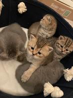 Britse korthaar kittens golden shaded lilac, Dieren en Toebehoren, Katten en Kittens | Raskatten | Korthaar, Meerdere dieren, Ontwormd