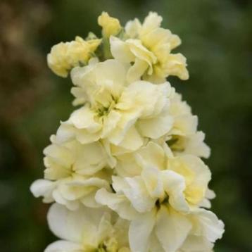 Zaden Matthiola incana Pastel Yellow beschikbaar voor biedingen