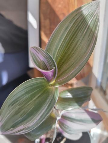 Ongewortelde stek Tradescantia Nanouk kamerplant OPHALEN beschikbaar voor biedingen