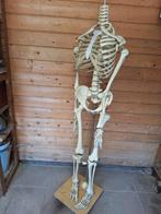 Menselijk Skelet Anatomie Model, Diversen, Schoolbenodigdheden, Ophalen of Verzenden