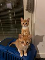 Rode Kitten poesje en jonge black tabby poes @Snicker, Dieren en Toebehoren, Poes, 0 tot 2 jaar