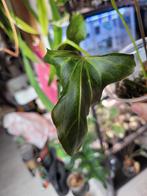 Anthurium indo portillae x one stemcutting, Huis en Inrichting, Kamerplanten, Ophalen of Verzenden, Halfschaduw, Minder dan 100 cm