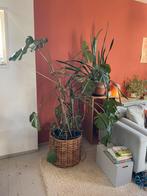 Mooie monstera plant, Ophalen, Halfschaduw, 150 tot 200 cm