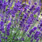 Lavandula angustifolia 'Hidcote' - Lavendel, Ophalen of Verzenden, Zomer, Overige soorten, Halfschaduw