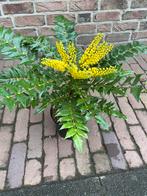 Mahonia struik, Volle zon, Vaste plant, Winter, Ophalen