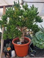 Crassula Horntree groot, Tuin en Terras, Bloeit niet, Overige soorten, 100 tot 250 cm, Ophalen