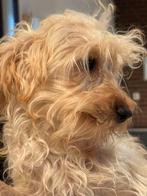 Wegens annulering  lief teefje kruising Maltipoo!, Dieren en Toebehoren, Honden | Niet-rashonden, Nederland, CDV (hondenziekte)