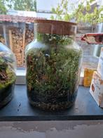 Ecosysteem terrarium, Huis en Inrichting, Kamerplanten, Overige soorten, In pot, Minder dan 100 cm, Groene kamerplant