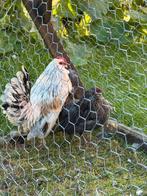 Koppel Serama krielkippen – haan en hen, Dieren en Toebehoren, Meerdere dieren, Kip