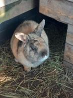 Konijntje, Dieren en Toebehoren, Konijnen, Mannelijk, Dwerg