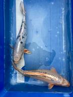 Diverse Japanse koi vanaf 15 tot 65 aanwezig vanaf 1,- cm, Karper of Koi