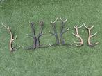 Gewei stangen, Ophalen, Gebruikt, Hert, Gewei of Kop