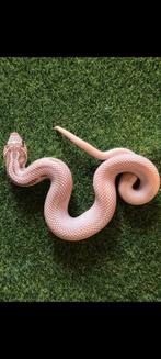 Heterodon nasicus haakneus morphs., Slang, 0 tot 2 jaar