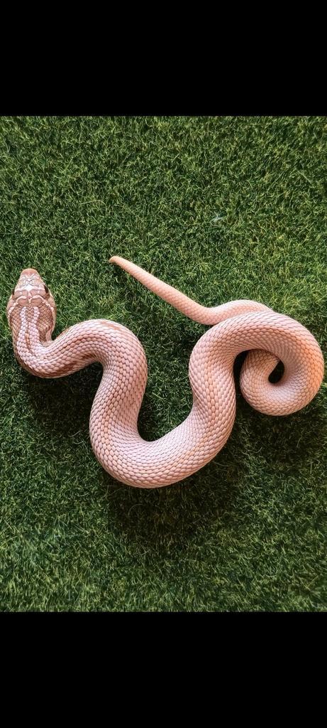Heterodon nasicus haakneus morphs.