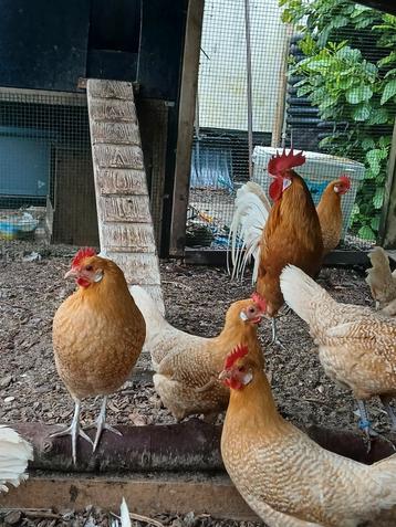 Friese hoenders hennen geelwitpel Friese kippen raszuiver beschikbaar voor biedingen