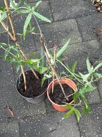 Passiebloem stekken te ruil, Tuin en Terras, Planten | Tuinplanten, Ophalen, Volle zon, Vaste plant, Klimplanten