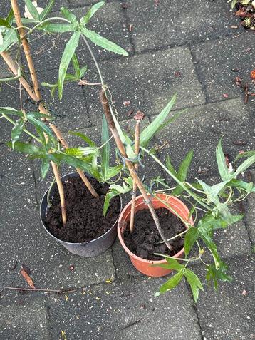 Passiebloem stekken te ruil beschikbaar voor biedingen