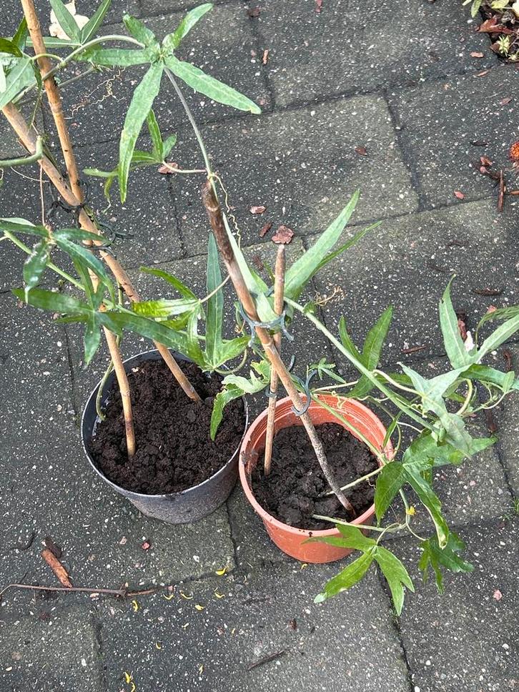 Passiebloem stekken te ruil, Tuin en Terras, Planten | Tuinplanten, Vaste plant, Klimplanten, Volle zon, Zomer, Ophalen