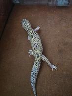 Luipaardgekko high yellow x mack snow, Dieren en Toebehoren, Reptielen en Amfibieën, Hagedis